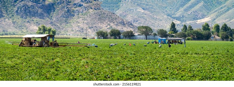 Panorama Of Strawberry Harvest With Farm Workers In The Field And Machinery  At The Base Of Mountains In California