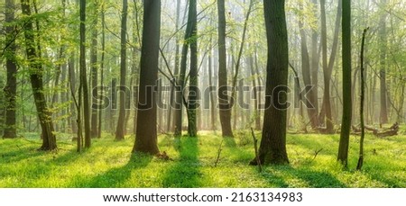 Panorama of Sunny Natural Oak and Beech Forest in spring with first green leaves and morning mist