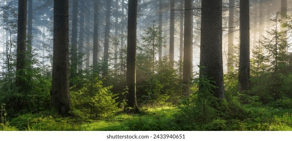 Panorama of Sunny Natural Spruce Forest with Morning Fog - Powered by Shutterstock