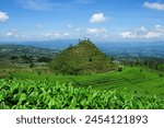 Panorama of tea plantation with small hill. Tea plantations on the slopes of the mountains. blue sky background