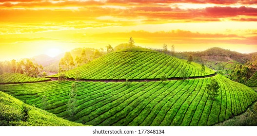 Panorama of Tea plantations hills at sunset sky in Munnar, Kerala, India  - Powered by Shutterstock