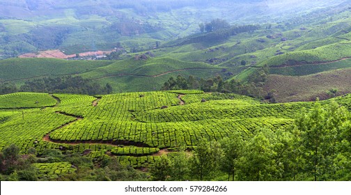 Kerala Cultivation Images, Stock Photos & Vectors | Shutterstock