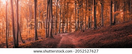 Panorama of trail in autumn forest. Sunshine through the trees. Autumn leaves