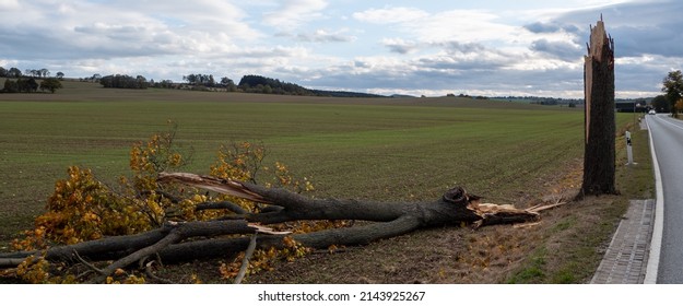 Panorama Tree After Storm Damage