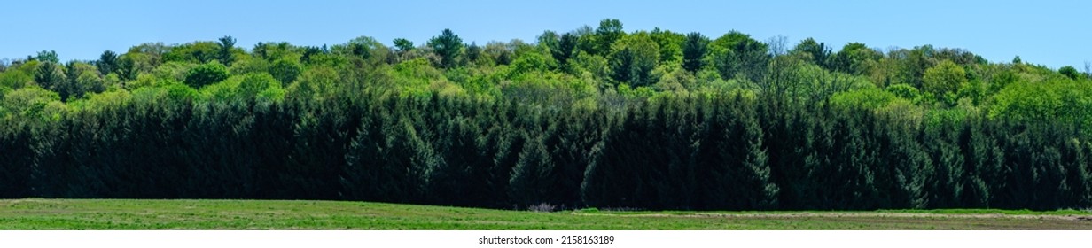 Panorama Of A Treeline At The End Of A Pasture Under A Blue Sky With Evergreen Trees Lining The Front.