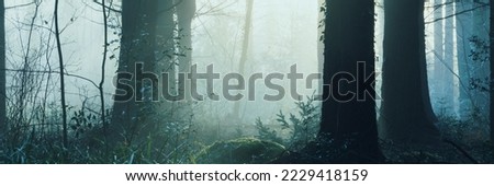 A panorama of trees silhouetted against sunshine in a mystical forest on a beautiful misty winters morning