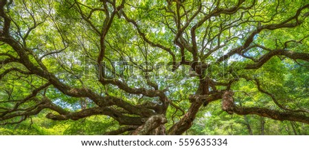 Panorama of twisting branches at Angel Oak Tree 