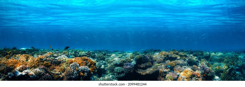 Panorama Underwater coral reef on the red sea - Shutterstock ID 2099481244