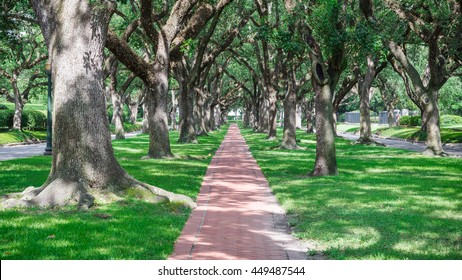 Panorama view an archway made from live oak trees, green grass and rustic brick path leads to infinity. Beautiful scenery in Houston, Texas, USA. Green oaks tree tunnel.Urban tranquil scene background