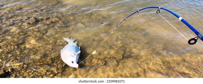 Panorama view bended blue fishing rod with method feeder hooked a smallmouth buffalo (Ictiobus bubalus) rocky shoreline of Grapevine Lake, Texas. An American native hardy rough fish - Shutterstock ID 2109081071
