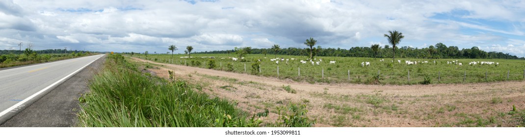 Panorama View Of Burned Part Of The Amazon Rainforest, Space For Herds Of Cattle, Near Rorainopolis, Roraima State, Brazil.