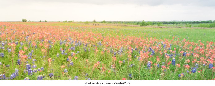 Panorama view colorful wildflower fields blooming with rustic fence in background. Beautiful full blossom meadow of Bluebonnet, Indian paintbrush (or Castilleja indivisa) in Hill Country Texas, USA