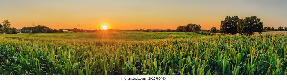 Vista panorámica del paisaje rural con campo de maíz y torre de transmisión en el fondo. Campo de maíz con sol puesta de sol.