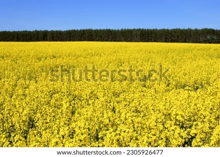 Panorama view of a field of bright yellow rapeseed or canola, Brassica napus, also known as oilseed, rapaseed and colza, horizontal banner format