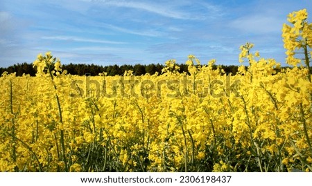 Panorama view of a field of bright yellow rapeseed or canola, Brassica napus, also known as oilseed, rapaseed and colza, horizontal banner format