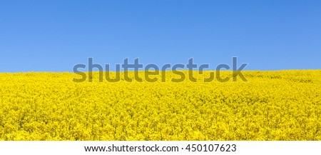 Panorama view of a field of bright yellow rapeseed , Brassica napus, or canola against a clear sunny blue sky, also known as colza, rapaseed , rape and oilseed