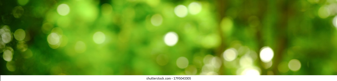 Panorama View Of Green Leaf On Blurred Greenery Background In Garden With Copy Space, Natural Bokeh With Daylight, Concept, Relaxing Color And Fresh Atmosphere, Photo For Background Or Banner