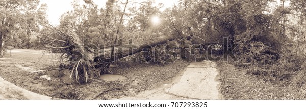 Panorama view a large live oak tree uprooted by\
Harvey Hurricane Storm fell on bike/walk trail/pathway in suburban\
Kingwood, Northeast Houston, Texas. Fallen tree after this serious\
storm came through