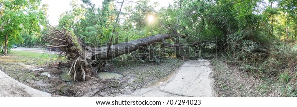 Panorama view a large live oak tree uprooted by
Harvey Hurricane Storm fell on bike/walk trail/pathway in suburban
Kingwood, Northeast Houston, Texas. Fallen tree after this serious
storm came through