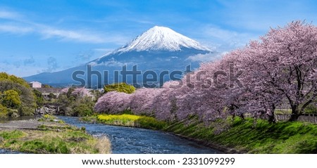 Panorama view of Mountain fuji in Japan during cherry blossom spring season