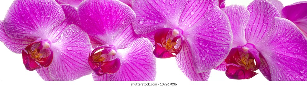 panorama view over pink orchid flowers