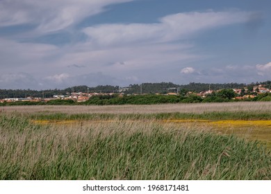 Panorama View of Park with Tall Green and Golden Vegetation - Esmoriz, Portugal - Powered by Shutterstock