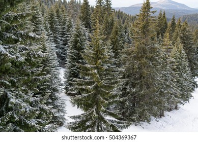Panorama view of a pine forest at mountain covered snow.