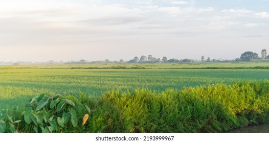 Panorama View Rice Field, Taro Leaves And Cloud Blue Sky At The Countryside In Thai Binh Province, North Vietnam. Peaceful Rural Town Landscape, Agriculture Growing Zone