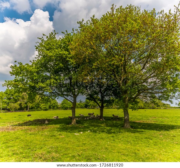 Panorama View Sheep Sheltering Sun Under Stock Photo 1726811920