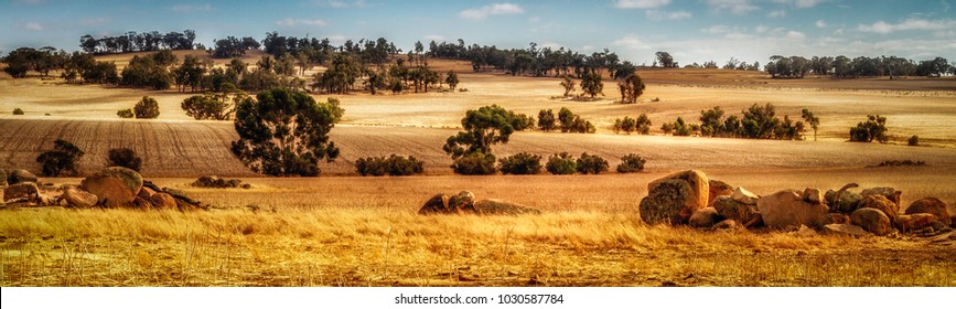 Panorama view of wheat paddocks Western Australia