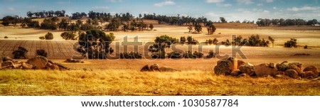 Panorama view of wheat paddocks Western Australia
