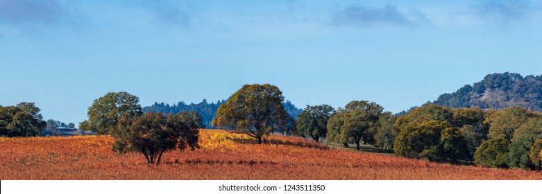 Panorama Of A Vineyard With Oak Tree With Fall Color., Sonoma County, California, USA