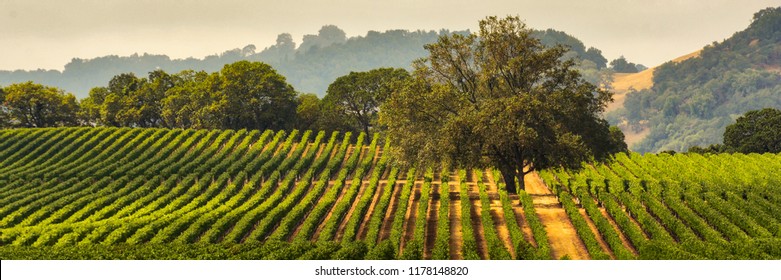 Panorama Of A Vineyard With Oak Tree., Sonoma County, California, USA