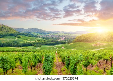 Panorama Of Vineyards In Burgundy. France