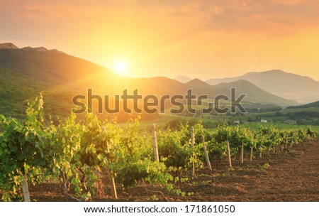 Panorama of vineyards on the sunset