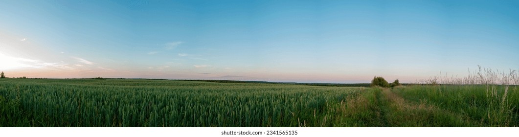 Panorama of wheat field. Sunny day and green trees on the background. - Powered by Shutterstock