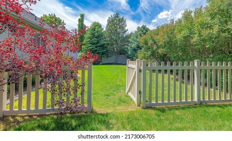 Panorama Whispy white clouds Backyard with picket fence and gate on a green lawn. There are trees on the left near the vinyl fence and a red tree against the house on the right. - Shutterstock ID 2173006705