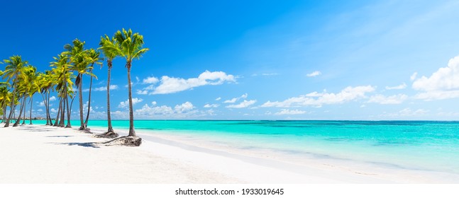 Palm Tree Beach Panorama」の画像、写真素材、ベクター画像 