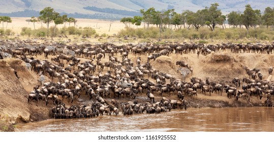 A panorama of wildebeest and zebra gathered on the banks of the Mara river during the annual great migration. Masai Mara, Kenya. 