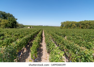 Panorama Of Wine Fields Of Bordeaux French Vine In Chateau Margaux In Médoc