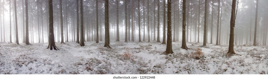 panorama of the winter forest of spruce