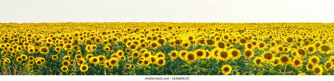 Panorama Yellow field of flowers of sunflowers against a light, almost white sky