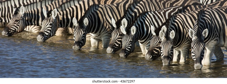Panorama of zebra heads drinking water in Etosha; Equus burchell's