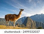 Panorame view of the ancient Inka settlement Machu Picchu (Peru, South America) during sunrise with lama in the foreground