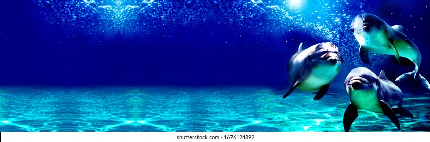 Panoramic of 3 dolphins in the blue ocean