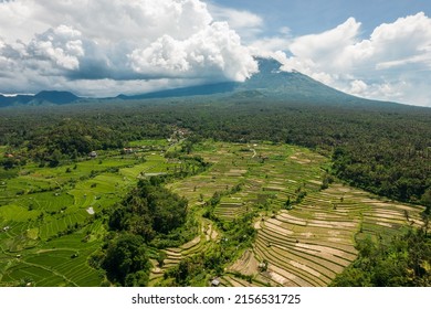 753 Palm Plantation Housing Indonesia Images, Stock Photos & Vectors ...