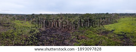 Panoramic aerial view of burn meadow,cut trees in cattle pasture farm in the Amazon rainforest, Brazil. Concept of ecology, conservation, deforestation, agriculture, global warming and environment.