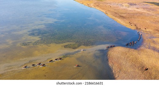 Panoramic Aerial View Of A Herd Of Horses Crossing A Shallow Lake And Walking Along The Shore. Top View Of The Lakeshore And A Group Of Animals. Horses Walk On The Water And Graze On The Shore.