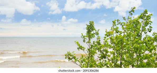 Panoramic Aerial View Of The Rocky Baltic Sea Shore, Pine Forest. Summer. Gulf Of Riga, Latvia. Dramatic Sky, Storm Waves. Fickle Weather. Vacations, Travel Destinations, Ecotourism. Nature, Seascape