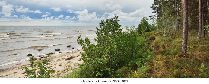 Panoramic Aerial View Of The Rocky Baltic Sea Shore, Pine Forest. Summer. Gulf Of Riga, Latvia. Dramatic Sky, Storm Waves. Fickle Weather. Vacations, Travel Destinations, Ecotourism. Nature, Seascape